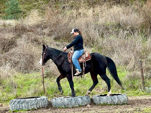 beginner-quarter-horse