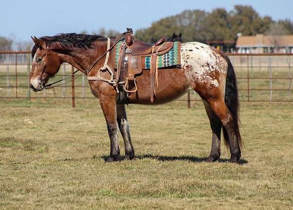 blaze-rear-socks-horse