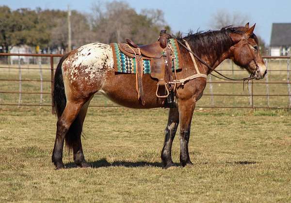 quarter-horse