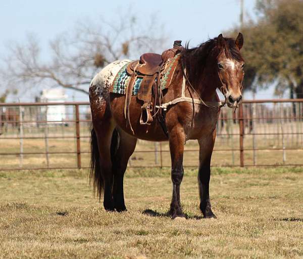 ranch-work-quarter-horse