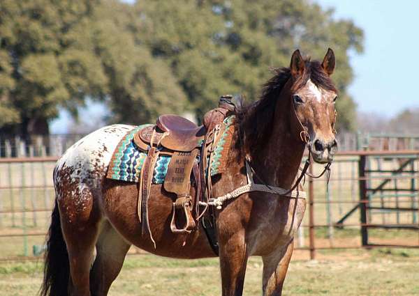 trail-quarter-horse