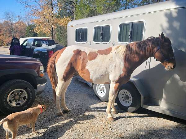 tobiano-pattern-horse