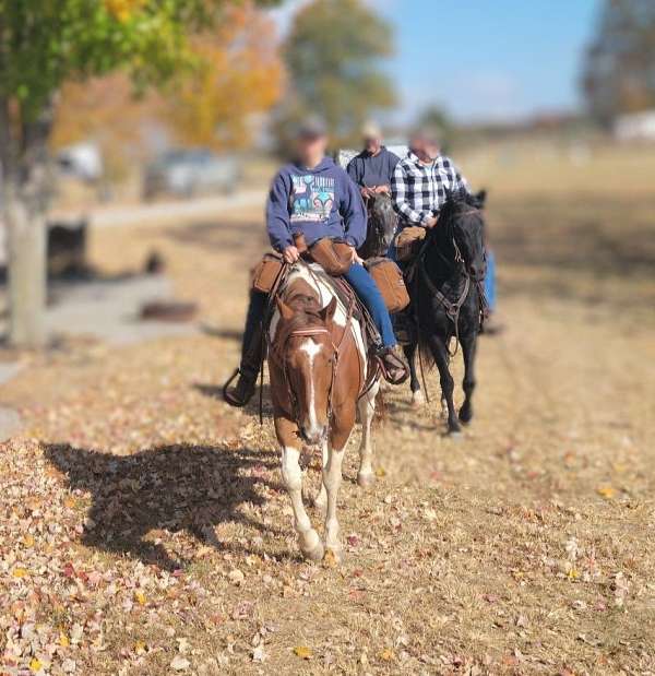 trail-trail-riding-quarter-horse