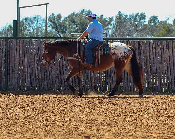 joggers-gelding