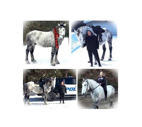 beginner-percheron-horse