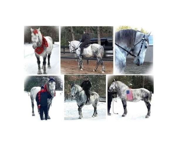 draft-percheron-horse