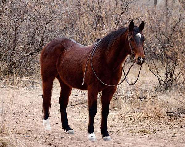 beginner-safe-quarter-horse