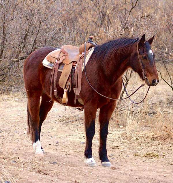 quarter-horse