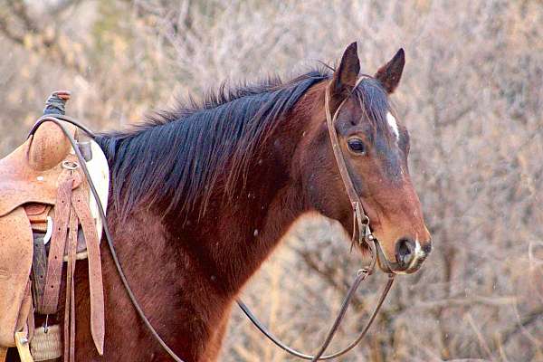 ranch-work-quarter-horse