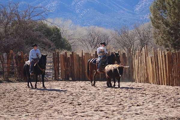 all-around-quarter-horse