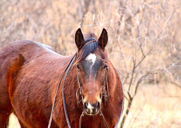 family-horse-quarter