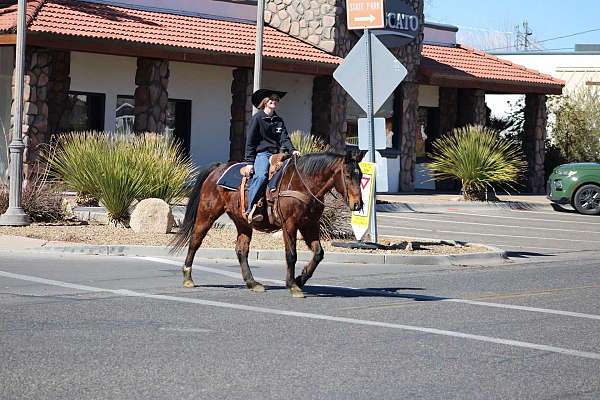 husband-safe-quarter-horse