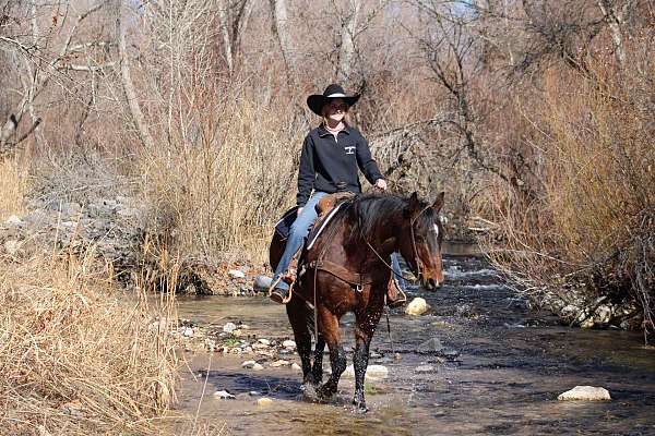 ranch-quarter-horse