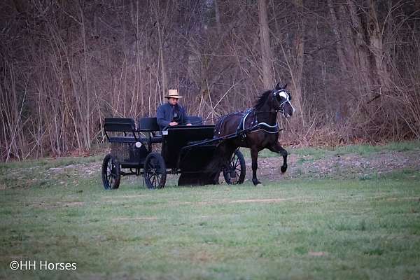 all-around-quarter-horse