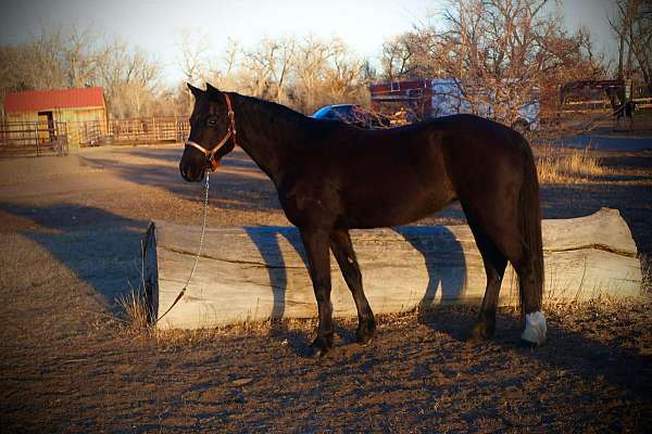 black-blaze-horse