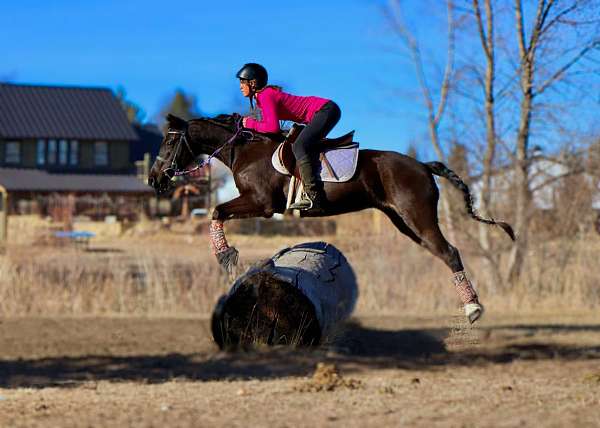 beginner-safe-quarter-horse