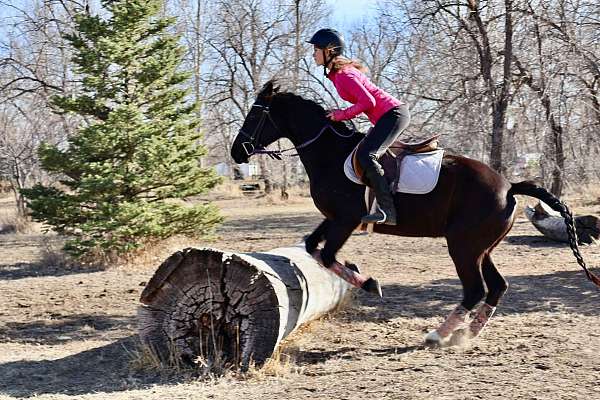 family-horse-quarter