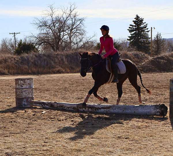 trail-quarter-horse