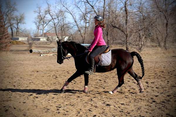 paint-quarter-horse