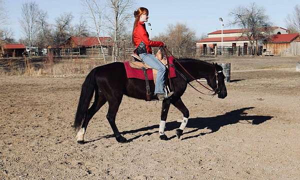 athletic-quarter-horse