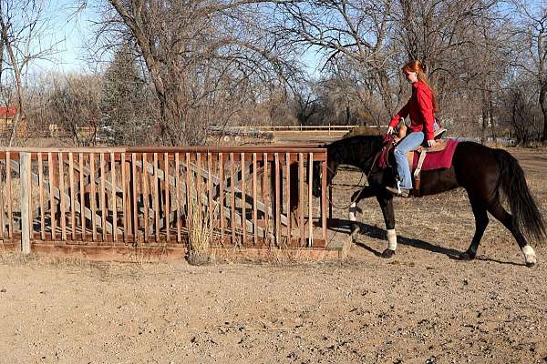 beginner-quarter-horse