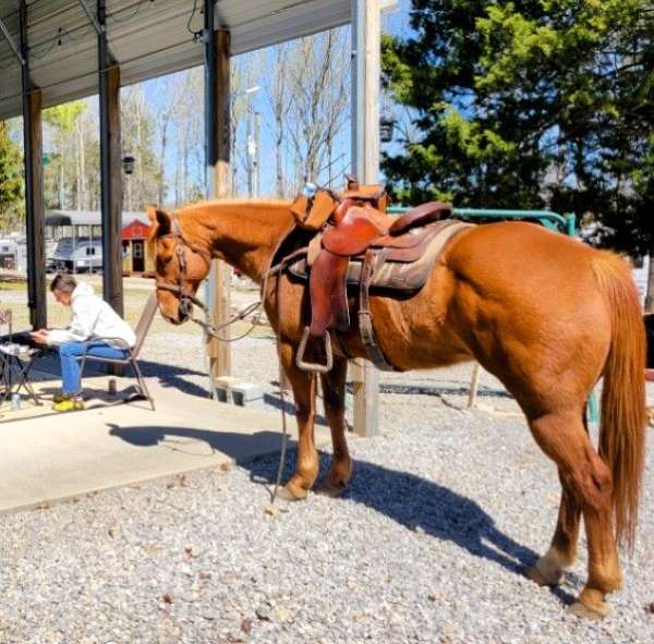 trail-trail-riding-quarter-horse