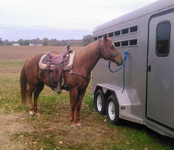 chestnut-quarter-horse-gelding