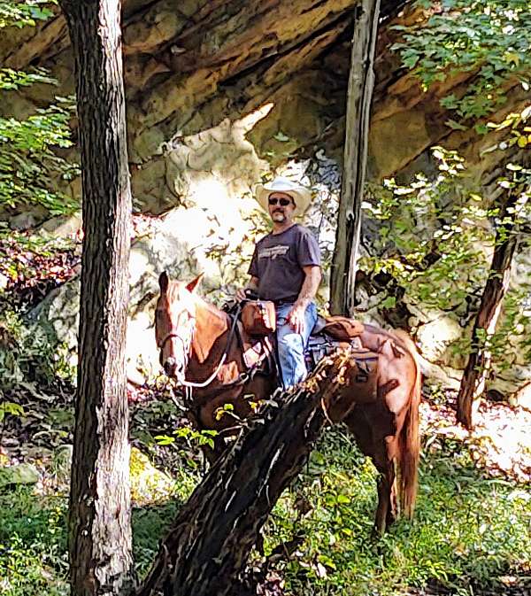 chestnut-trail-trail-riding-horse