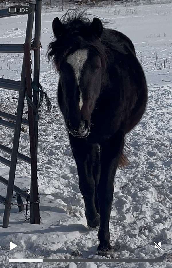 smokey-black-white-star-pony