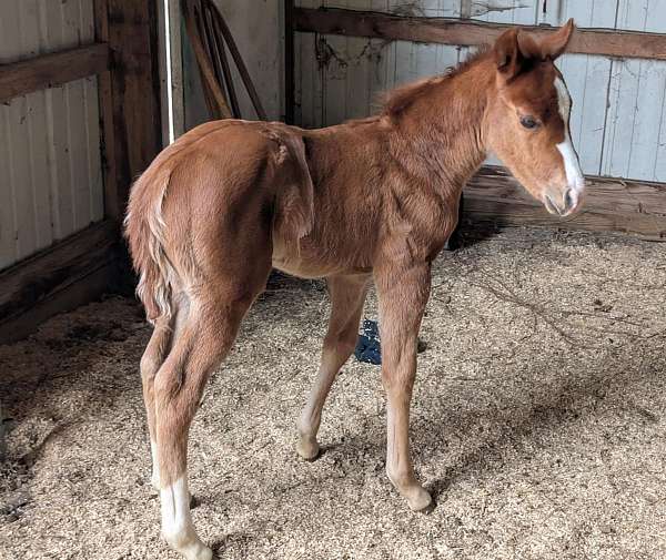 all-around-paint-horse