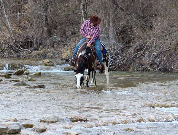 beginner-safe-quarter-horse