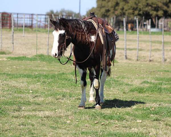 ranch-work-quarter-horse