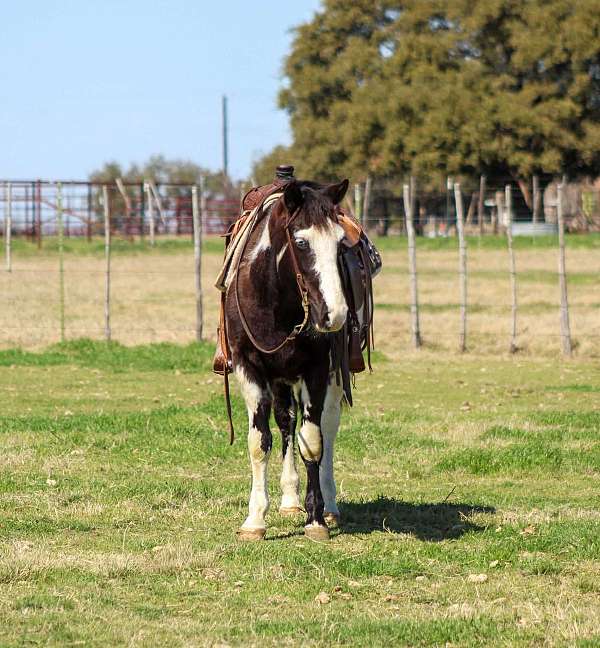 paint-quarter-horse