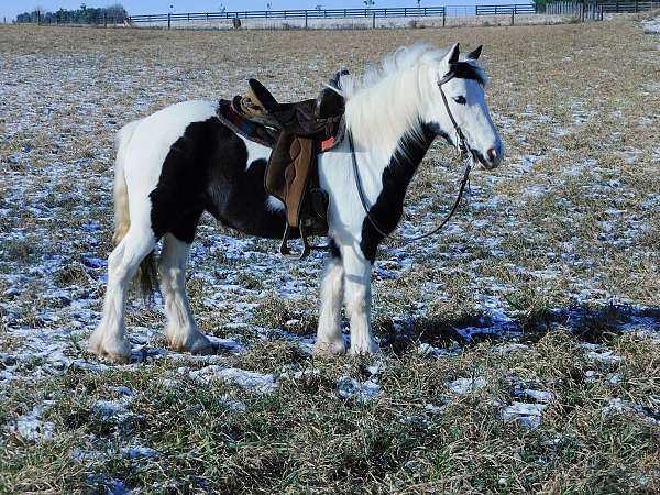 tobiano-gcdha-mare