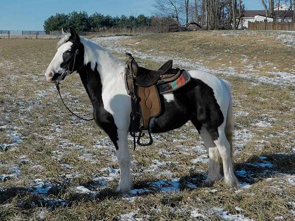 tobiano-gcdha-pony