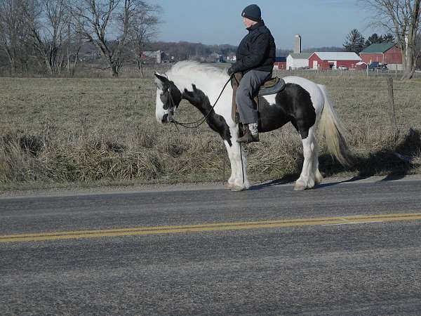 gcdha-gypsy-vanner-mare