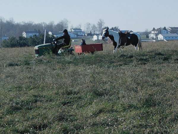 gcdha-gypsy-vanner-pony