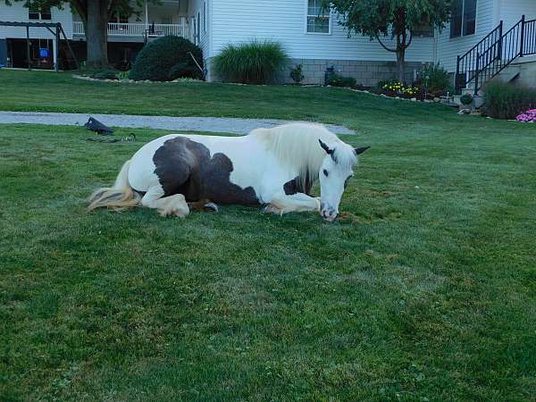 all-around-gypsy-vanner-pony