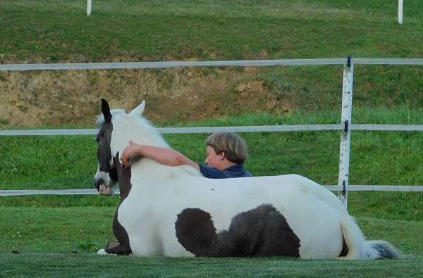 companion-gypsy-vanner-pony