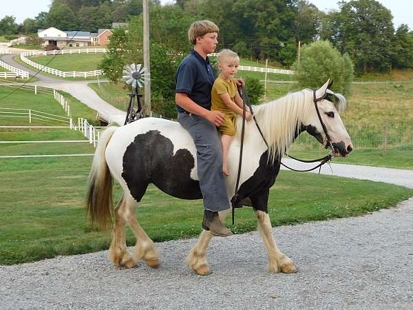 english-pleasure-gypsy-vanner-pony