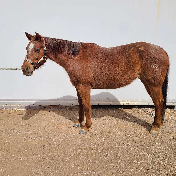 red-roan-star-horse