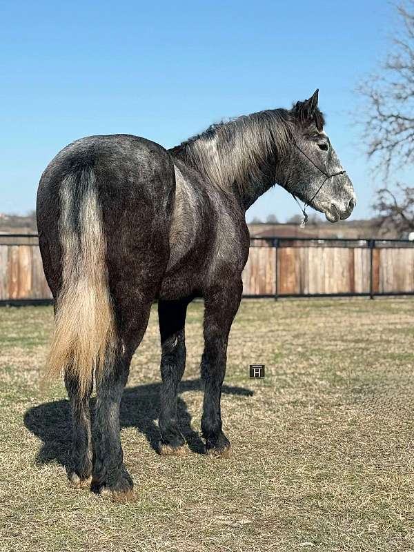 grey-dapple-horse