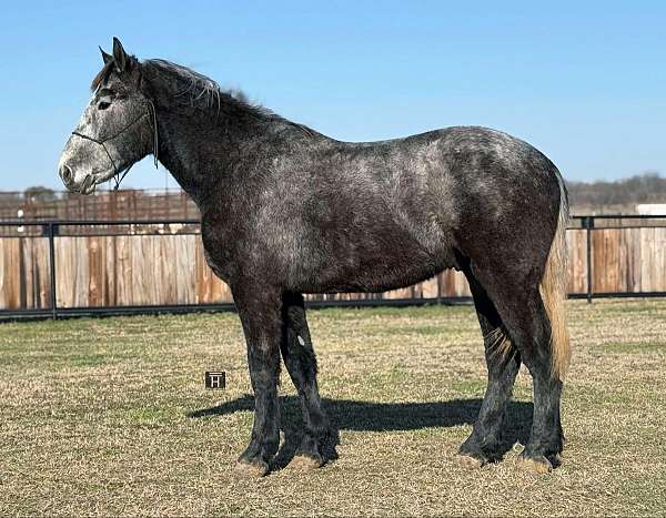 ranch-work-quarter-horse