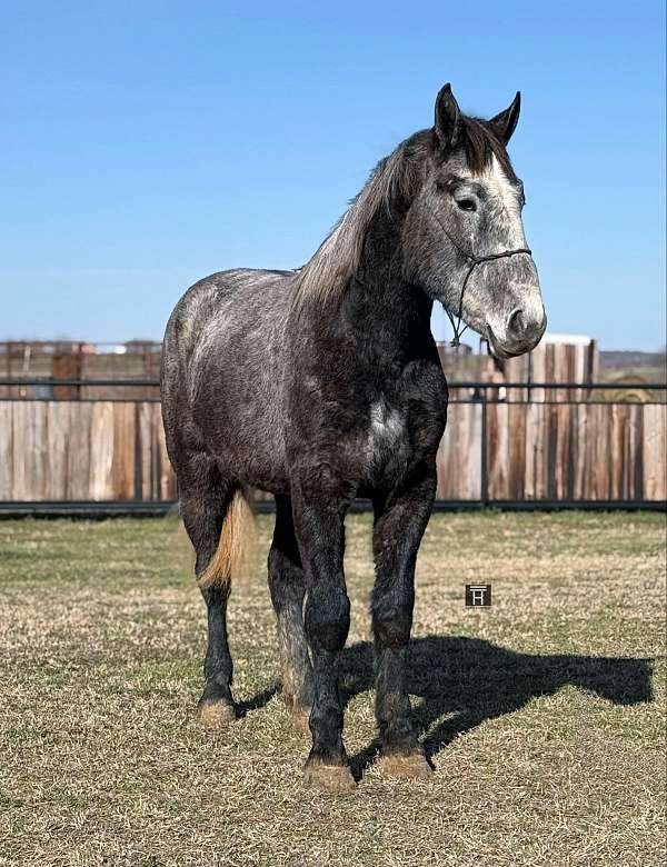 beginner-safe-quarter-horse