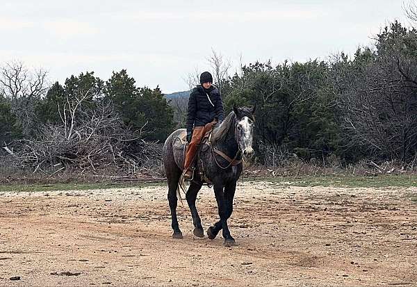 draft-quarter-horse