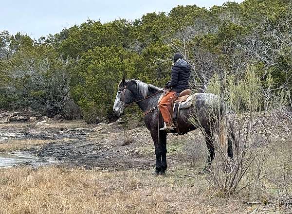 percheron-quarter-horse