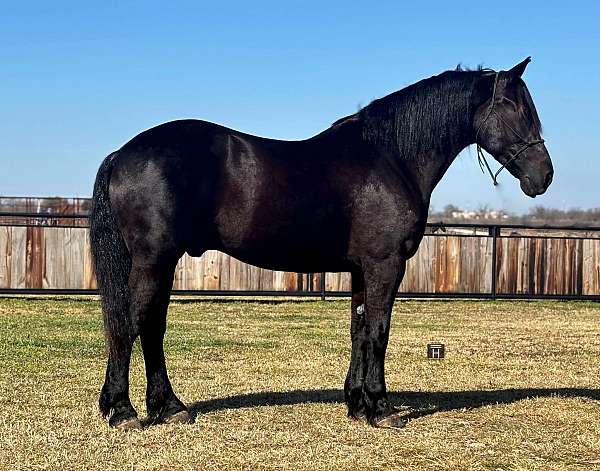 black-none-horse