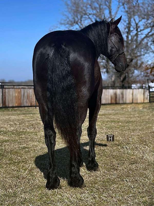 ranch-work-quarter-horse