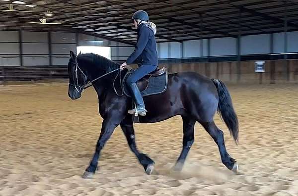 percheron-quarter-horse