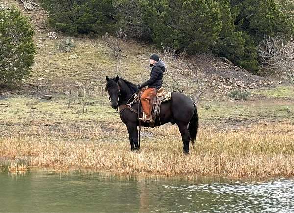 trail-quarter-horse